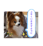 ぱぴぱぴパピヨン13（個別スタンプ：5）