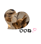 かわいいヨーキーたち（個別スタンプ：8）