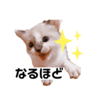 田中さんちのネコ（個別スタンプ：1）