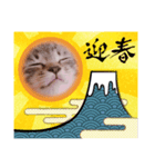 田中さんちのネコ（個別スタンプ：3）