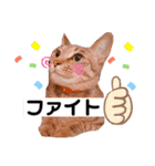田中さんちのネコ（個別スタンプ：5）