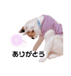 田中さんちのネコ（個別スタンプ：6）