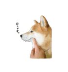 ロンです。（個別スタンプ：1）
