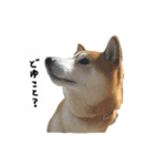 ロンです。（個別スタンプ：7）