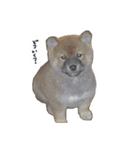 ロンです。（個別スタンプ：8）