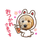 ワンワン スタンプ（個別スタンプ：1）