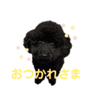 ワンワン スタンプ（個別スタンプ：16）