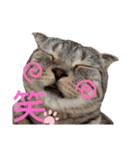 ねこの日常 シマとコタ（個別スタンプ：1）