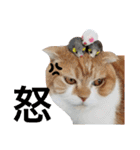 ねこの日常 シマとコタ（個別スタンプ：2）