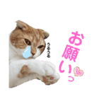 ねこの日常 シマとコタ（個別スタンプ：6）