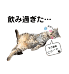 ねこの日常 シマとコタ（個別スタンプ：7）
