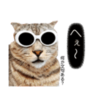 ねこの日常 シマとコタ（個別スタンプ：9）