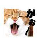 ねこの日常 シマとコタ（個別スタンプ：10）