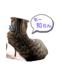 ねこの日常 シマとコタ（個別スタンプ：11）