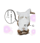 ねこの日常 シマとコタ（個別スタンプ：12）