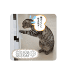 ねこの日常 シマとコタ（個別スタンプ：13）