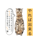 ねこの日常 シマとコタ（個別スタンプ：14）