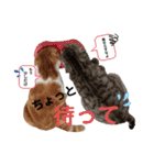 ねこの日常 シマとコタ（個別スタンプ：15）