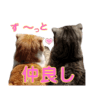 ねこの日常 シマとコタ（個別スタンプ：16）