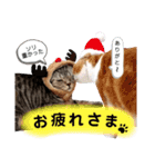 ねこの日常 シマとコタ（個別スタンプ：17）