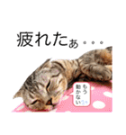 ねこの日常 シマとコタ（個別スタンプ：18）