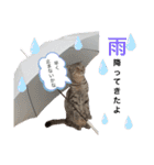 ねこの日常 シマとコタ（個別スタンプ：19）