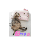 ねこの日常 シマとコタ（個別スタンプ：20）