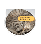 ねこの日常 シマとコタ（個別スタンプ：21）