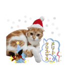 ねこの日常 シマとコタ（個別スタンプ：23）