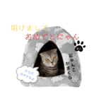 ねこの日常 シマとコタ（個別スタンプ：24）