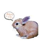 2匹の日常。（個別スタンプ：4）