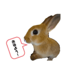 2匹の日常。（個別スタンプ：6）