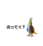 オカメインコの『パールちゃん』（個別スタンプ：1）