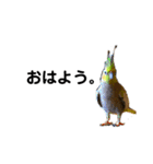 オカメインコの『パールちゃん』（個別スタンプ：2）