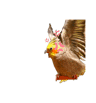 オカメインコの『パールちゃん』（個別スタンプ：5）