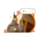 オカメインコの『パールちゃん』（個別スタンプ：8）