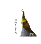 オカメインコの『パールちゃん』（個別スタンプ：9）