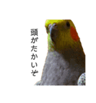オカメインコの『パールちゃん』（個別スタンプ：10）