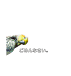 オカメインコの『パールちゃん』（個別スタンプ：14）