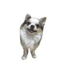 犬 はる2（個別スタンプ：1）