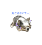 犬 はる2（個別スタンプ：2）