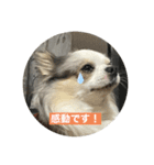 犬 はる2（個別スタンプ：3）