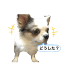 犬 はる2（個別スタンプ：4）