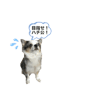 犬 はる2（個別スタンプ：5）