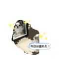 犬 はる2（個別スタンプ：6）