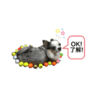 犬 はる2（個別スタンプ：7）
