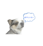 犬 はる2（個別スタンプ：8）