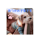 ノーフォークテリアの日常挨拶（個別スタンプ：1）
