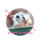 ノーフォークテリアの日常挨拶（個別スタンプ：2）