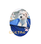 ノーフォークテリアの日常挨拶（個別スタンプ：7）